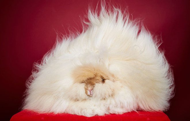 12-check-out-these-stunning-animal-world-records