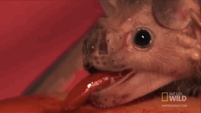 12-creepy-animal-facts-that-will-haunt-your-mind