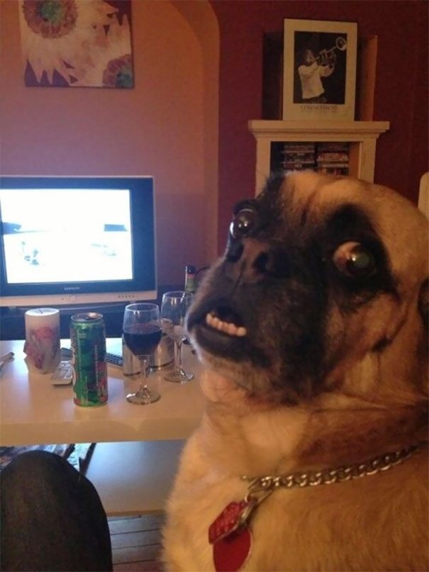 12-non-photogenic-animals-that-are-actually-lovely