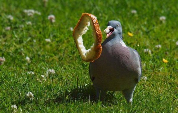 12-perfectly-timed-pics-of-animals-being-hilarious
