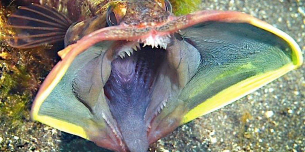 12-sarcastic-fringehead-fierce-ocean