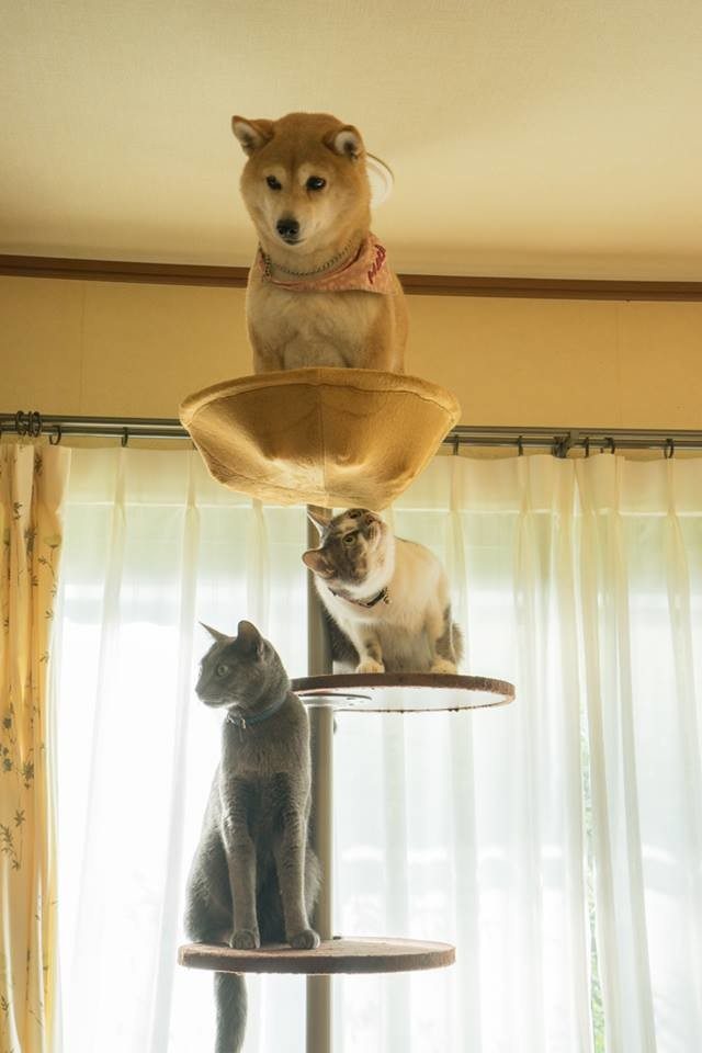 12-silliest-animals-on-the-planet