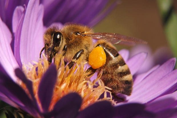 Bee on blue chrysanthemum with pollen on tarsus