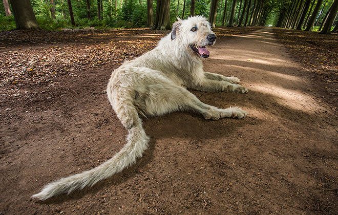 14-check-out-these-stunning-animal-world-records