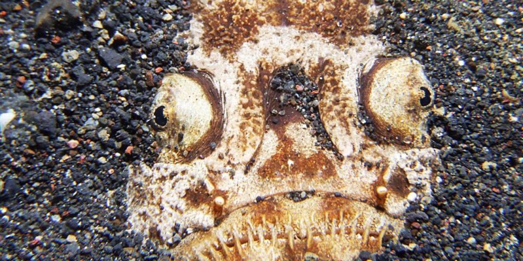 14-northern-stargazer-sea-creature