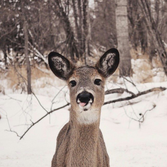 14-silliest-animals-on-the-planet