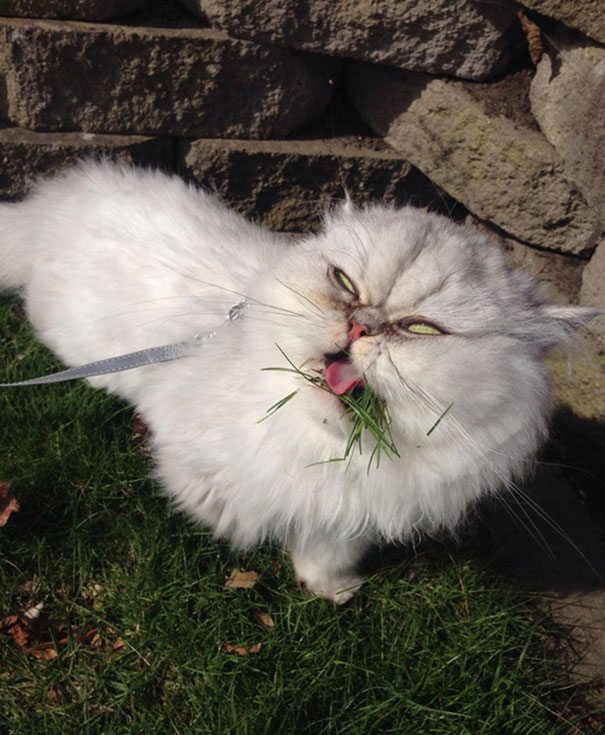 15-non-photogenic-animals-that-are-actually-lovely