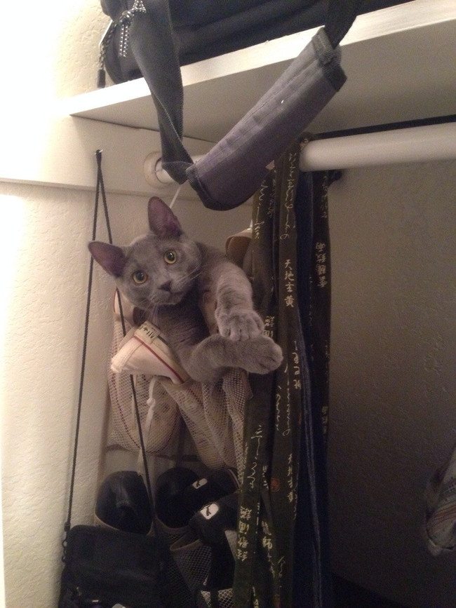 15-silliest-animals-on-the-planet