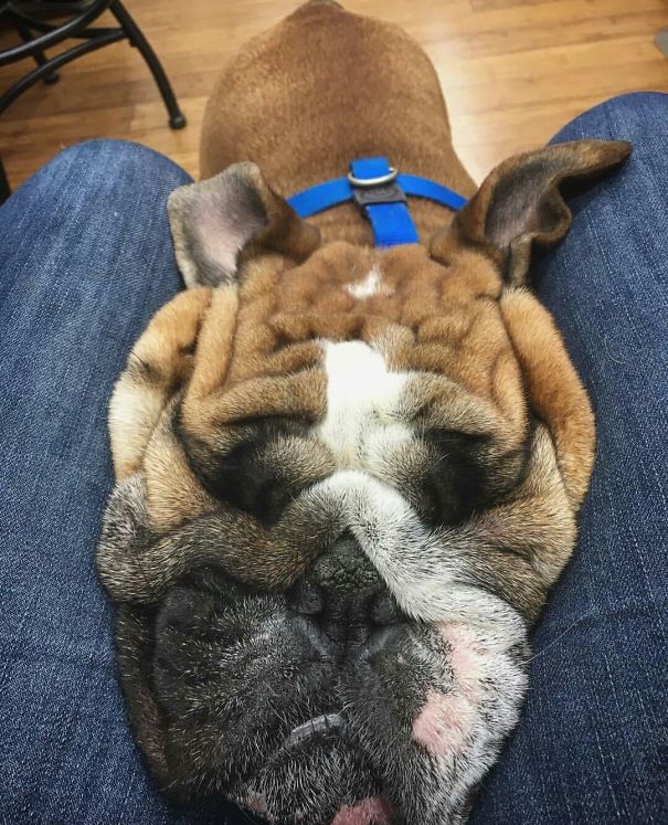 16-non-photogenic-animals-that-are-actually-lovely