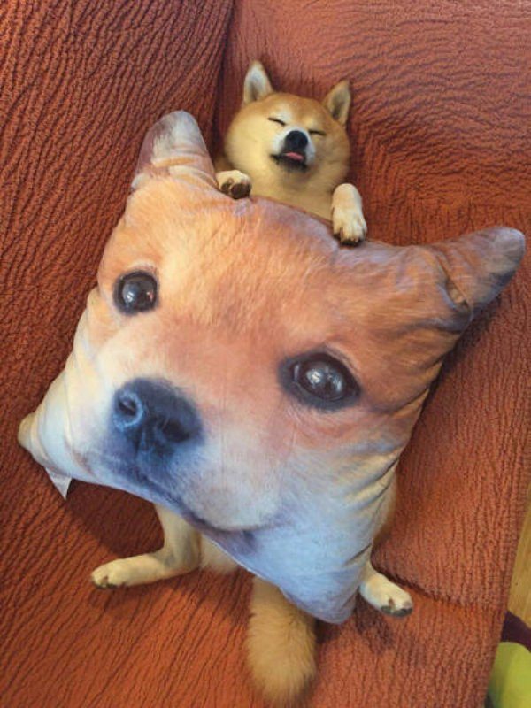 17-perfectly-timed-pics-of-animals-being-hilarious