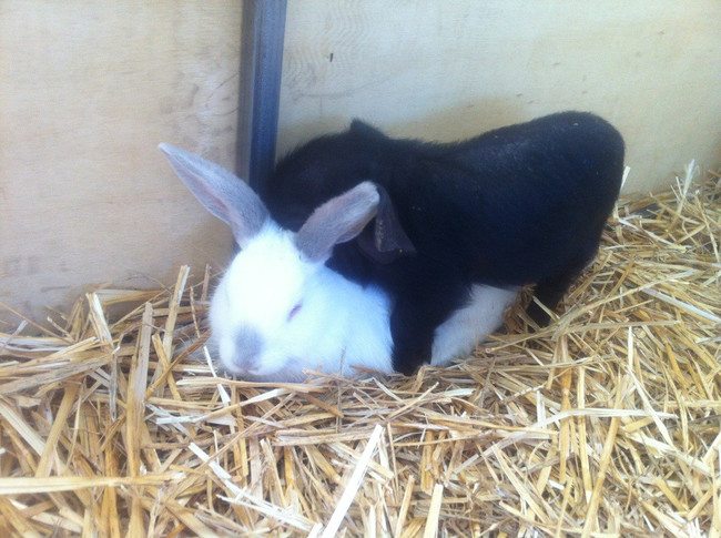 17-silliest-animals-on-the-planet