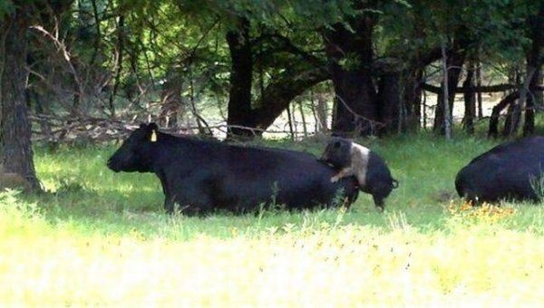 18-perfectly-timed-pics-of-animals-being-hilarious