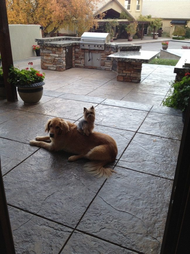 18-silliest-animals-on-the-planet