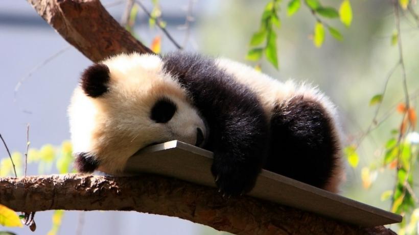 2-animal-facts-that-will-totally-blow-your-mind