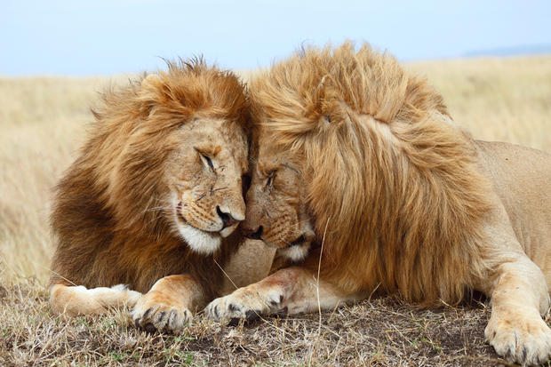 two male lions cuddle each other