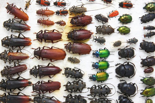 2-creepy-animal-facts-that-will-haunt-your-mind