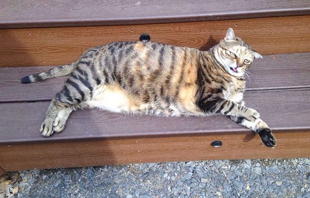 2-non-photogenic-animals-that-are-actually-lovely