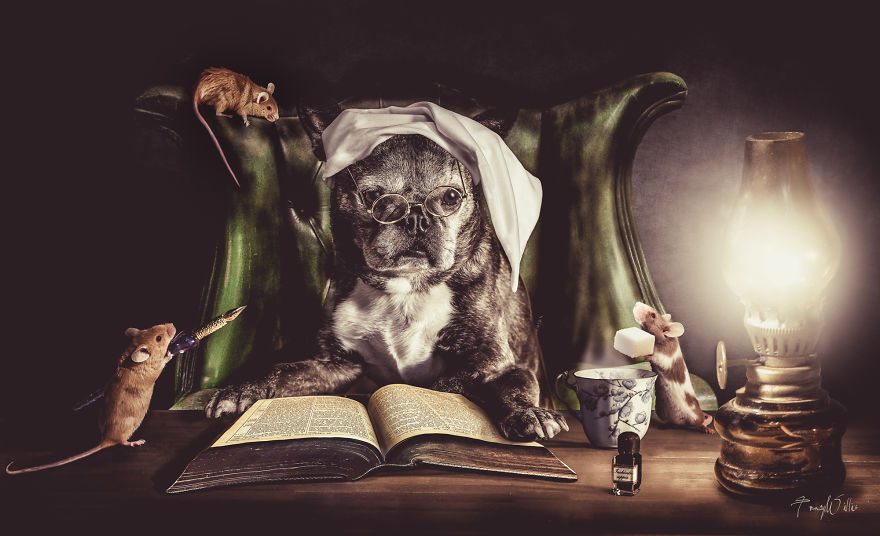 2-photoshopped-animals-surreal-universe