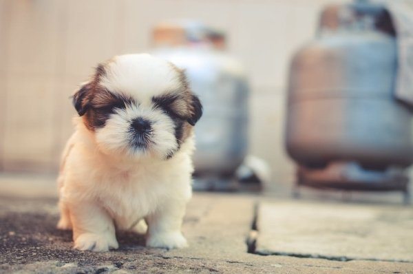 2-these-are-the-most-popular-dog-names-of-2016