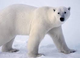 20-creepy-animal-facts-that-will-haunt-your-mind