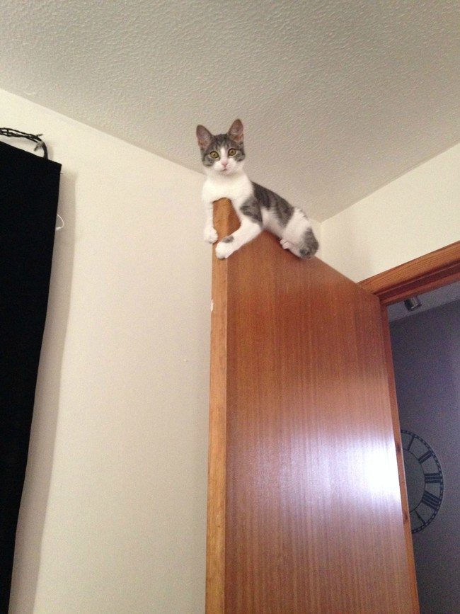 20-silliest-animals-on-the-planet