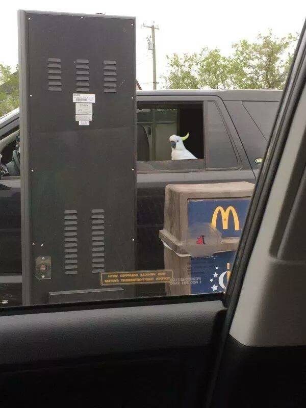 21-perfectly-timed-pics-of-animals-being-hilarious