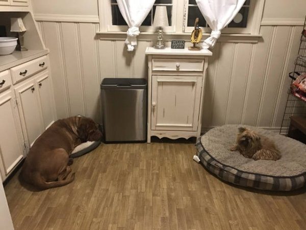 22-perfectly-timed-pics-of-animals-being-hilarious