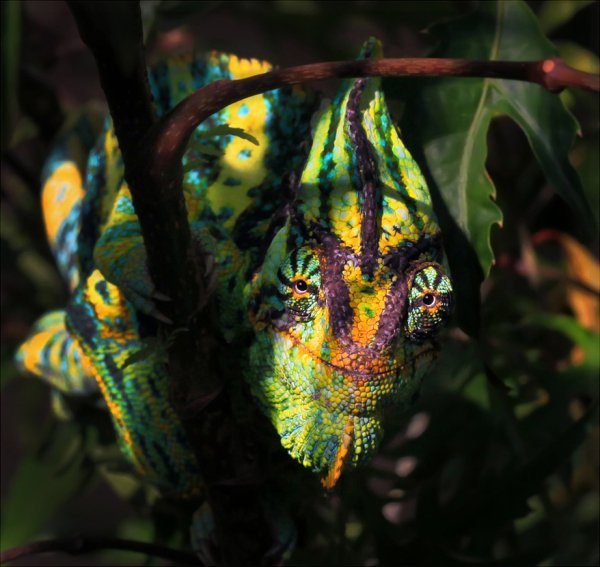 23-perfectly-timed-pics-of-animals-being-hilarious