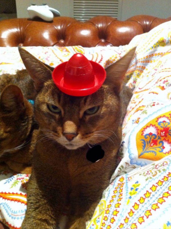 26-perfectly-timed-pics-of-animals-being-hilarious