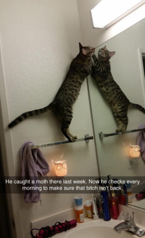 27-perfectly-timed-pics-of-animals-being-hilarious