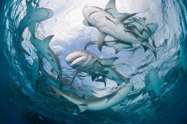Lemon sharks swimming in a circle near the surface, Bahamas