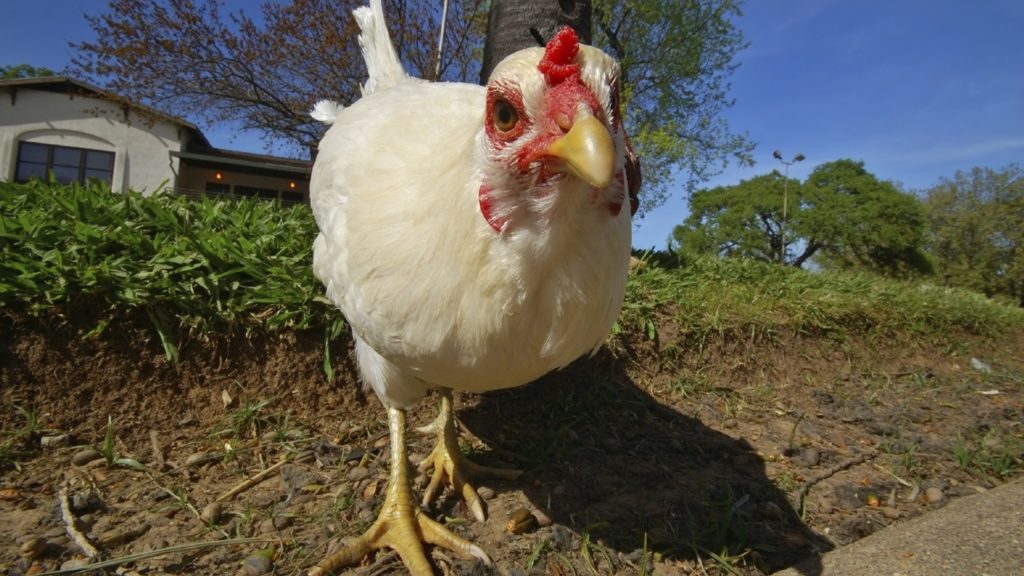 Don't leave me: Many cities allow hens but not roosters.