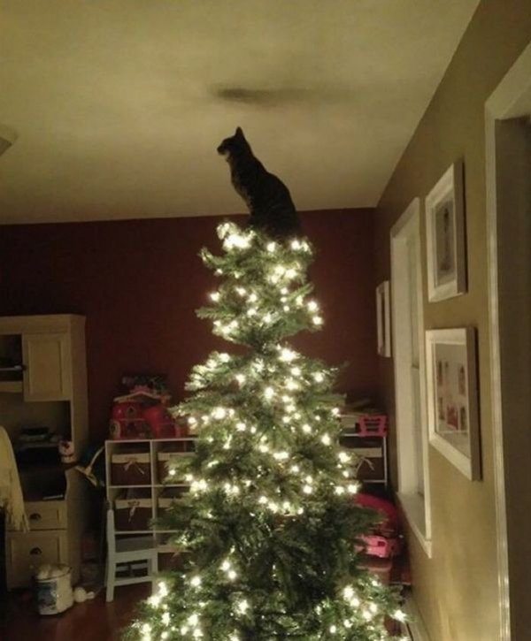 3-perfectly-timed-pics-of-animals-being-hilarious