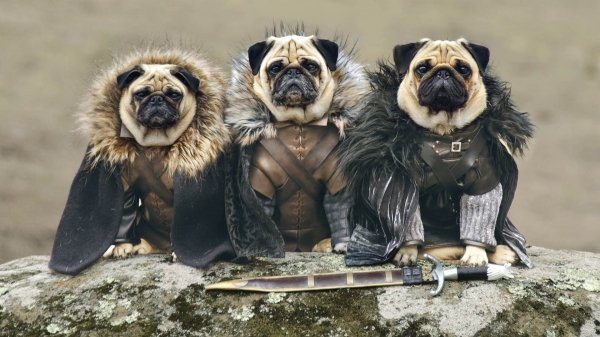 3-these-are-the-most-popular-dog-names-of-2016