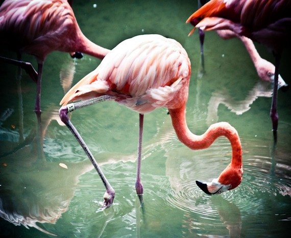 4-animal-facts-that-will-totally-blow-your-mind