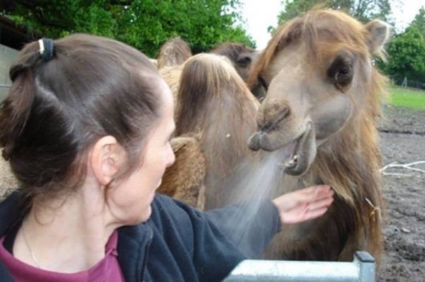 4-perfectly-timed-pics-of-animals-being-hilarious