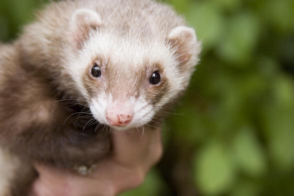 5-animal-facts-that-will-totally-blow-your-mind