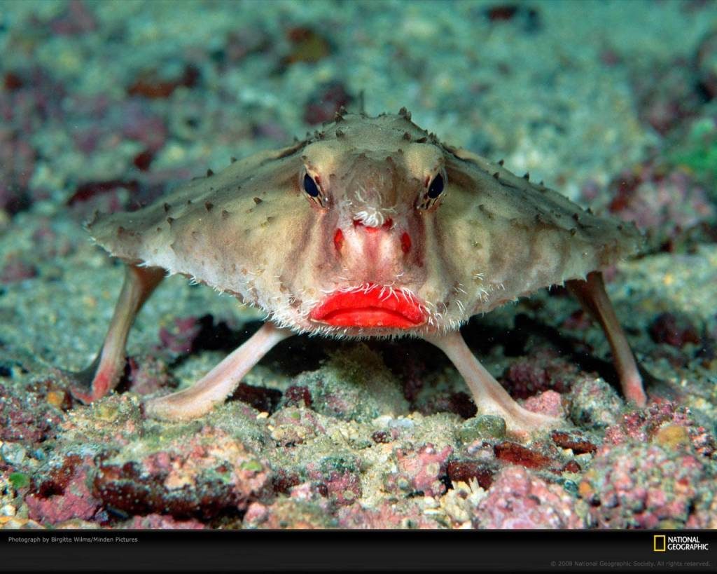 5-batfish-red-lips-ocean