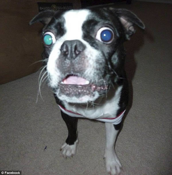 6-check-out-these-stunning-animal-world-records