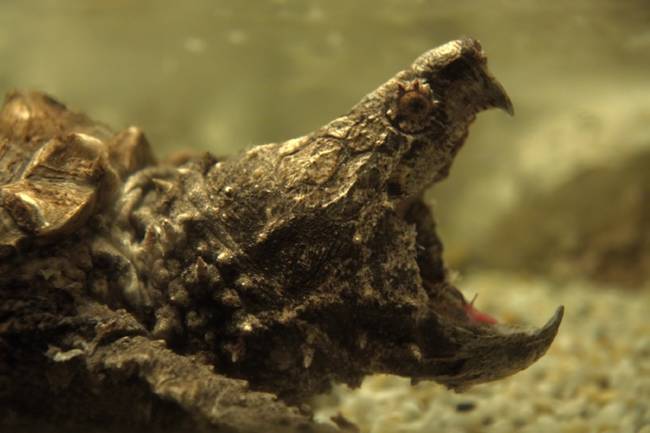 6-creepy-animal-facts-that-will-haunt-your-mind