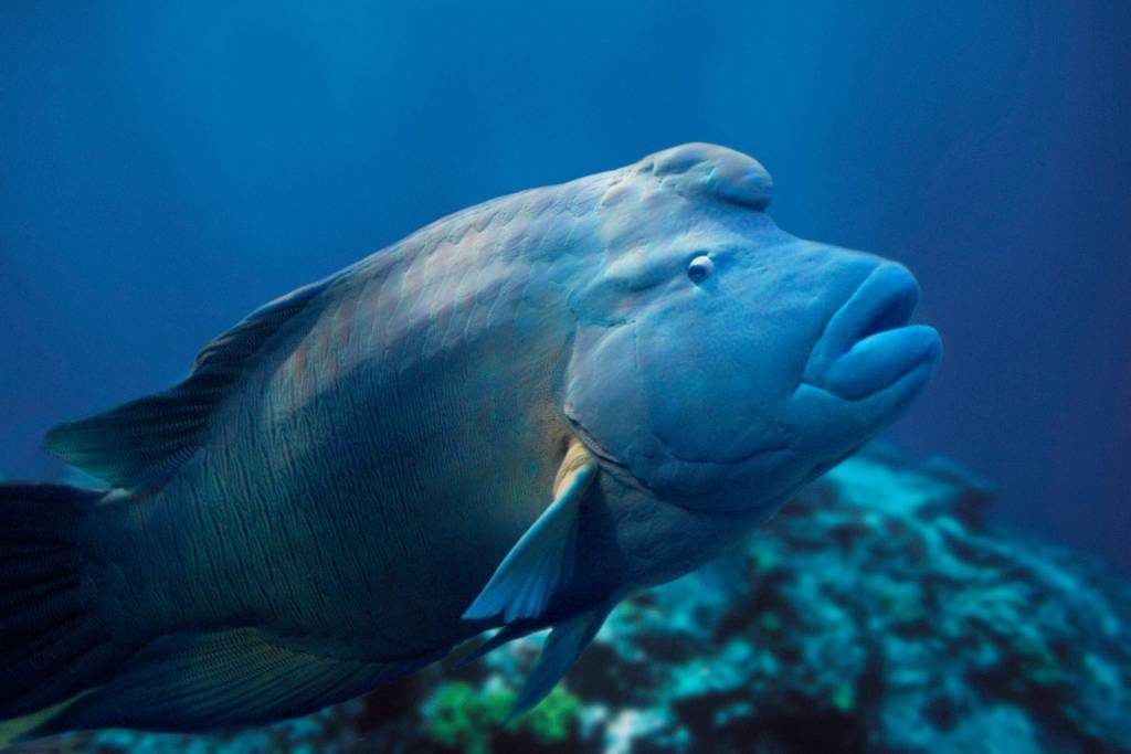 6-napoleon-fish-design-change-of-sex