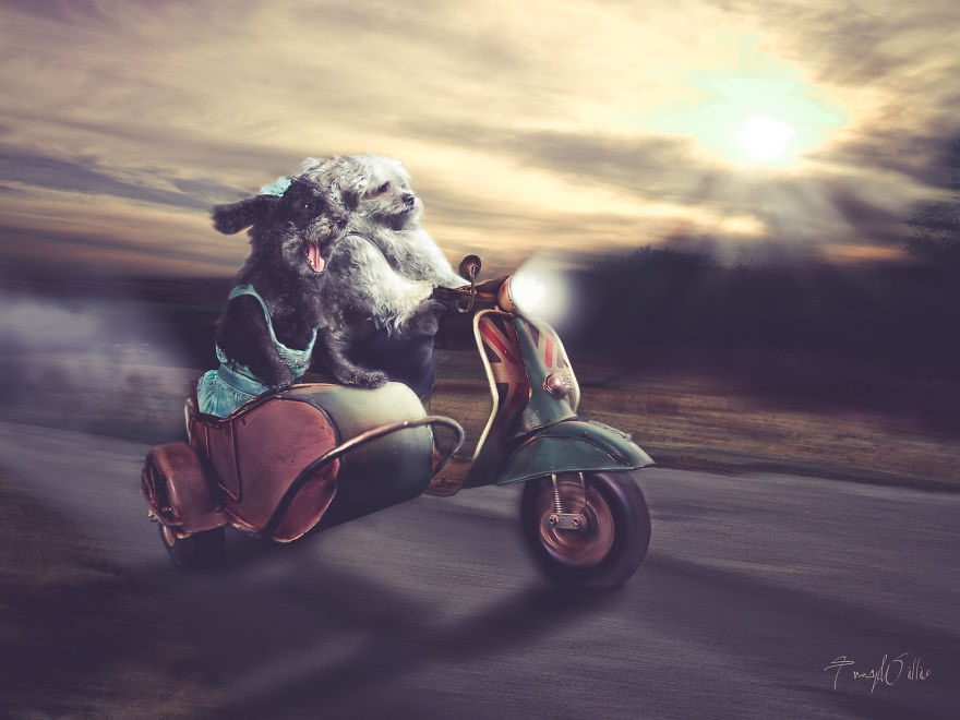 7-photoshopped-animals-surreal-universe