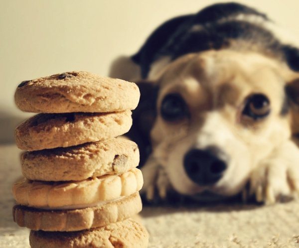 7-these-are-the-most-popular-dog-names-of-2016