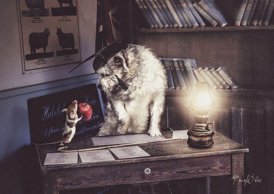 8-photoshopped-animals-surreal-universe