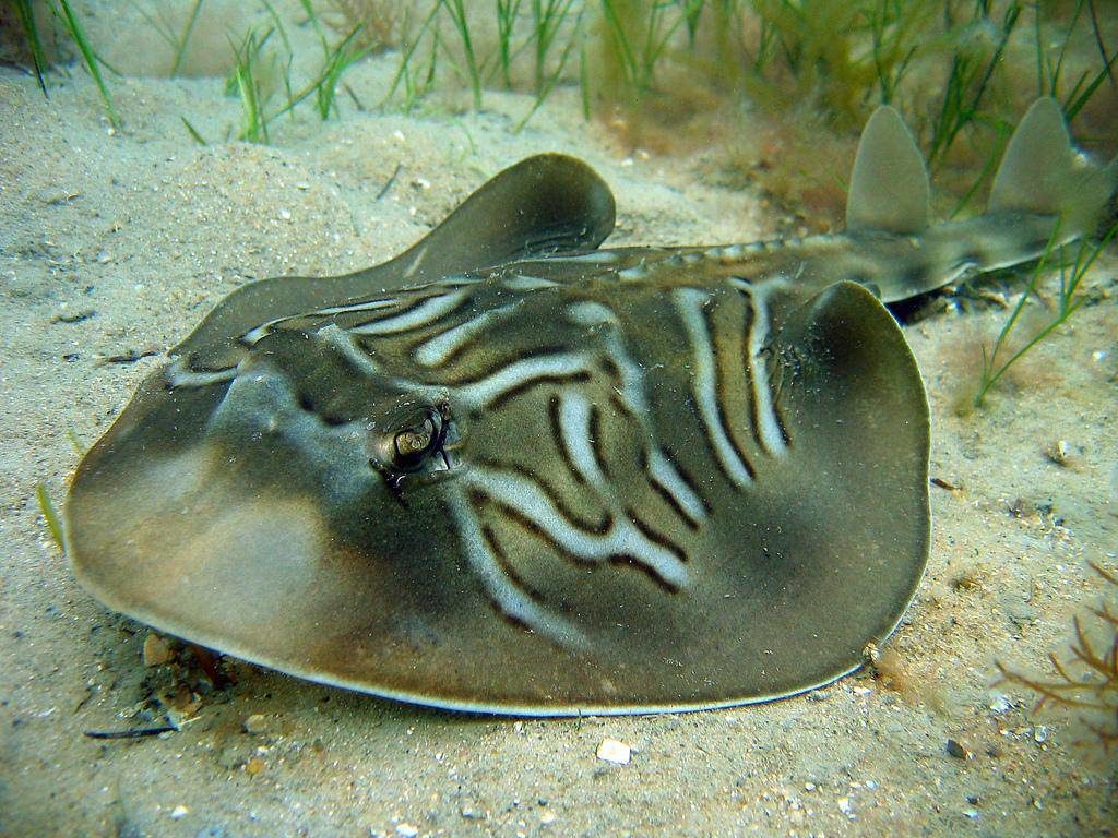 9-australian-stingray-cruise