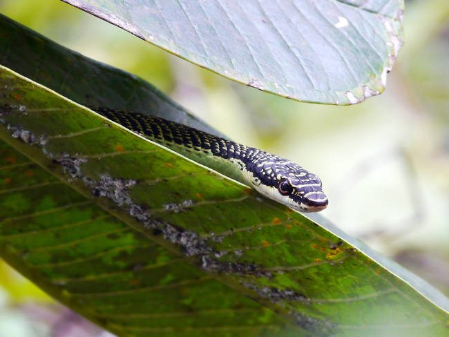 Golden tree snake on leaf.