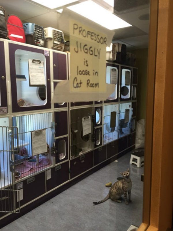 9-perfectly-timed-pics-of-animals-being-hilarious