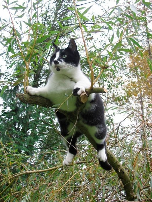 9-silliest-animals-on-the-planet