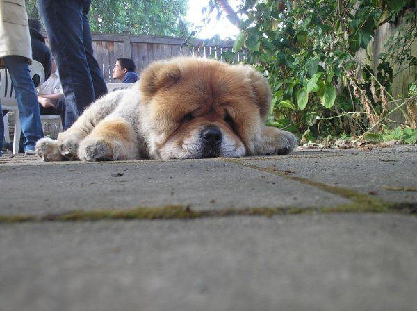 9-these-are-the-most-popular-dog-names-of-2016