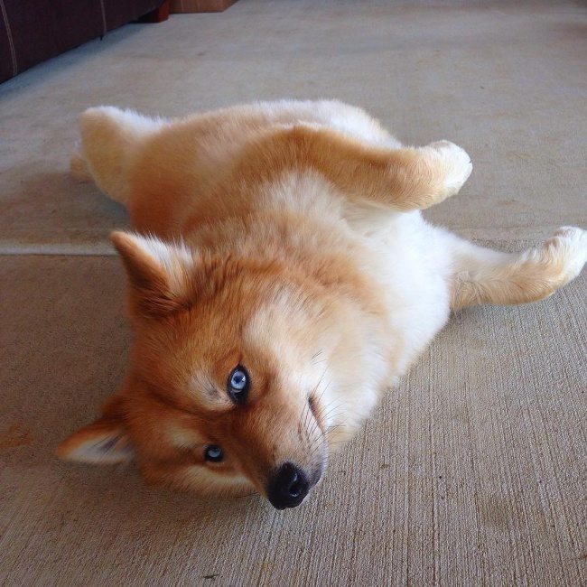 1-real-dog-breeds-that-seem-photoshopped